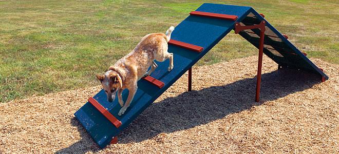 Dog Park King of the Hill