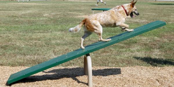 Teeter Totter Dog Exercise Equipment