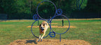 Dog Agility Hoop Jump