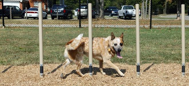 Weave Posts Dog Exercise Equipment