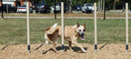 Weave Posts Dog Exercise Equipment