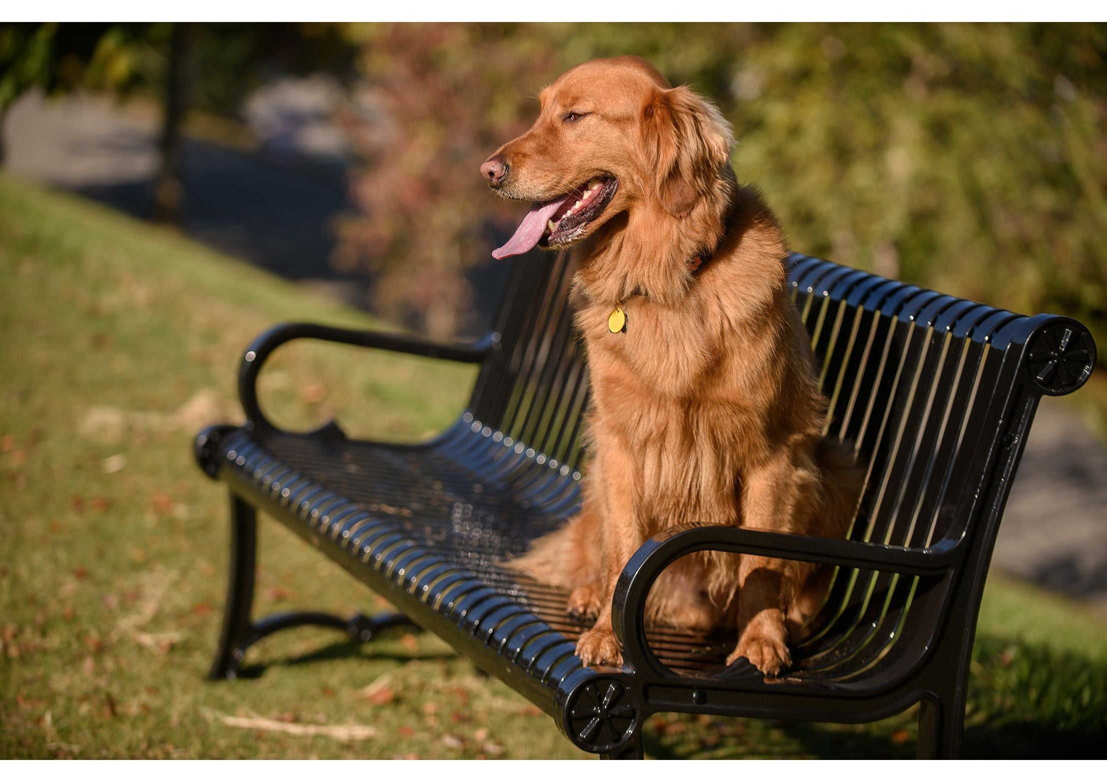 Charleston Bench with Back