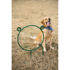 Dog Agility Hoop Jump