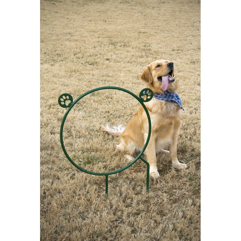 Dog Agility Hoop Jump