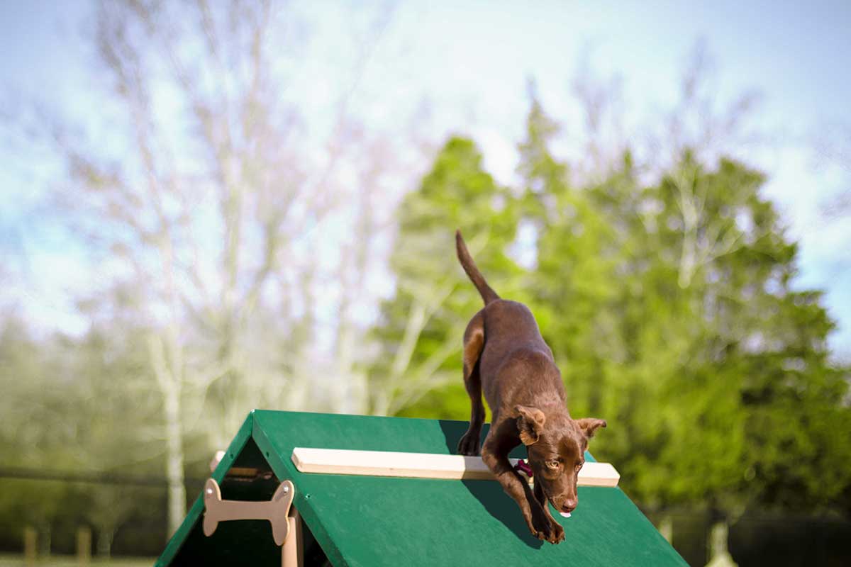 Dog Park King of the Hill