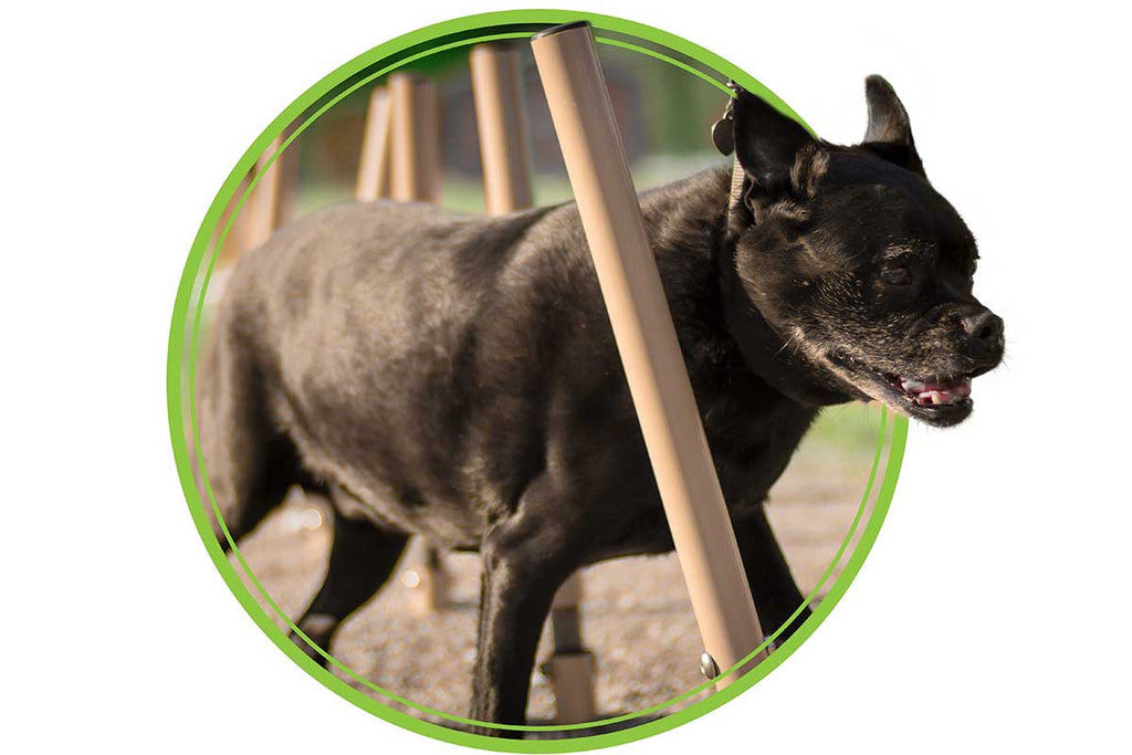 Weave Posts Dog Exercise Equipment