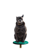 Stepping Paws Dog Exercise Equipment