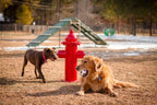 Dog Park Fire Hydrant
