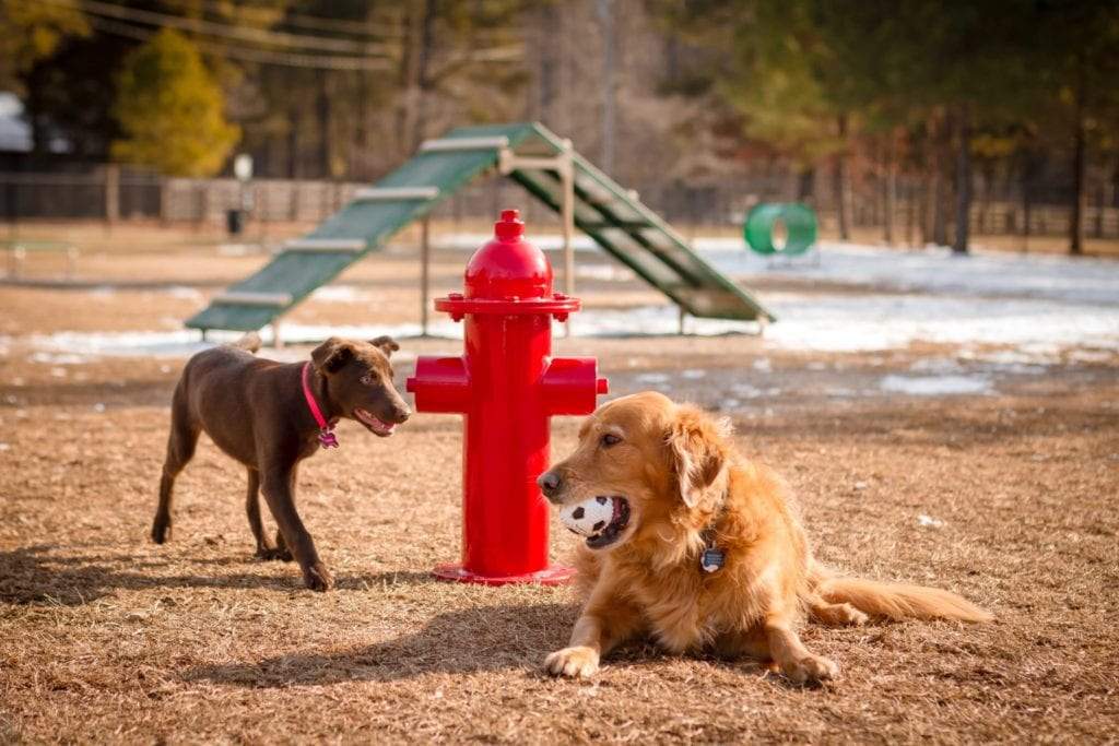 Dog Park Fire Hydrant
